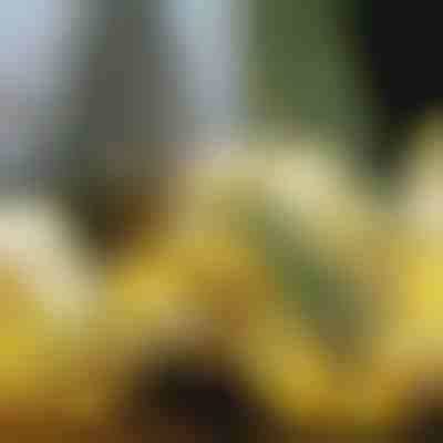 Світлова різдвяна стрічка (500 см) | SHINESTRAP