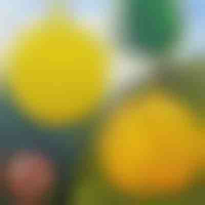 6 штук підвісних пасток від мух | BUGIORB