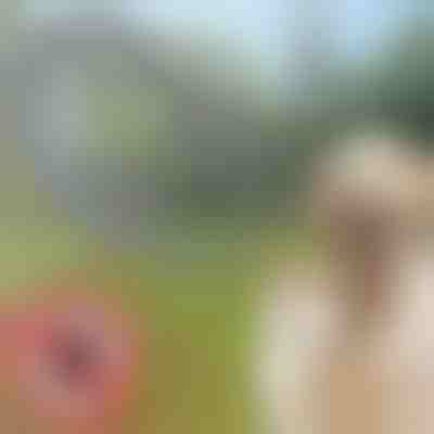 Ошийник від бліх та кліщів для домашніх тварин PETPROTECT