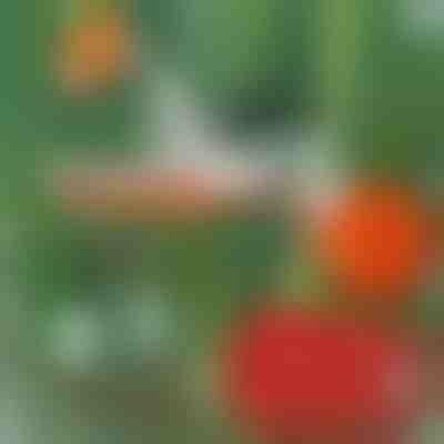 Професійний степлер для рослин | PLANTBRAND