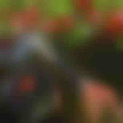 Садові ножиці для дерев | TREESNIP